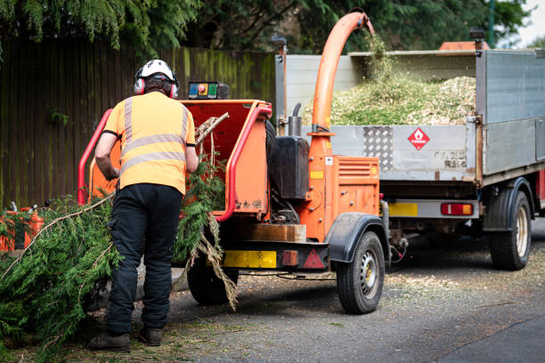 Best Affordable Tree Service  in Chleston, AR